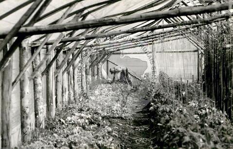 Original Digitaal object not accessible