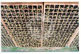 Assentamento "30 de outubro" do MST (Santa Catarina, [sem data]) [fotografia] / Fotógrafo(a) : Douglas Mansur. -- Ref.: BR-SPMST_MST-SN-CIN_AMP_000199-001450-ASS.