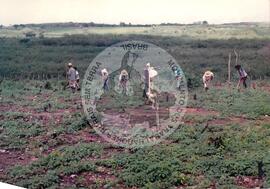 Produção em assentamento (Sergipe, [sem data]) [fotografia] / Fotógrafo(a) : Arquivo MST. -- Ref.: BR-SPMST_MST-SN-CIN_AMP_001976-015162-PDU.