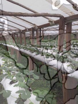 [Título n/d] : lote nº 002, pasta nº 000033, doc. nº 000020 [imagem] / Fotógrafo(a) : [autoria n/d].