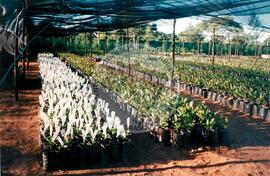 Visita à África - Maguilla (Africa, [sem data]) [fotografia] / Fotógrafo(a) : Arquivo MST. -- Ref.: BR-SPMST_MST-SN-CIN_AMP_001100-009046-RIT.